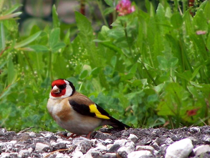 uccellino