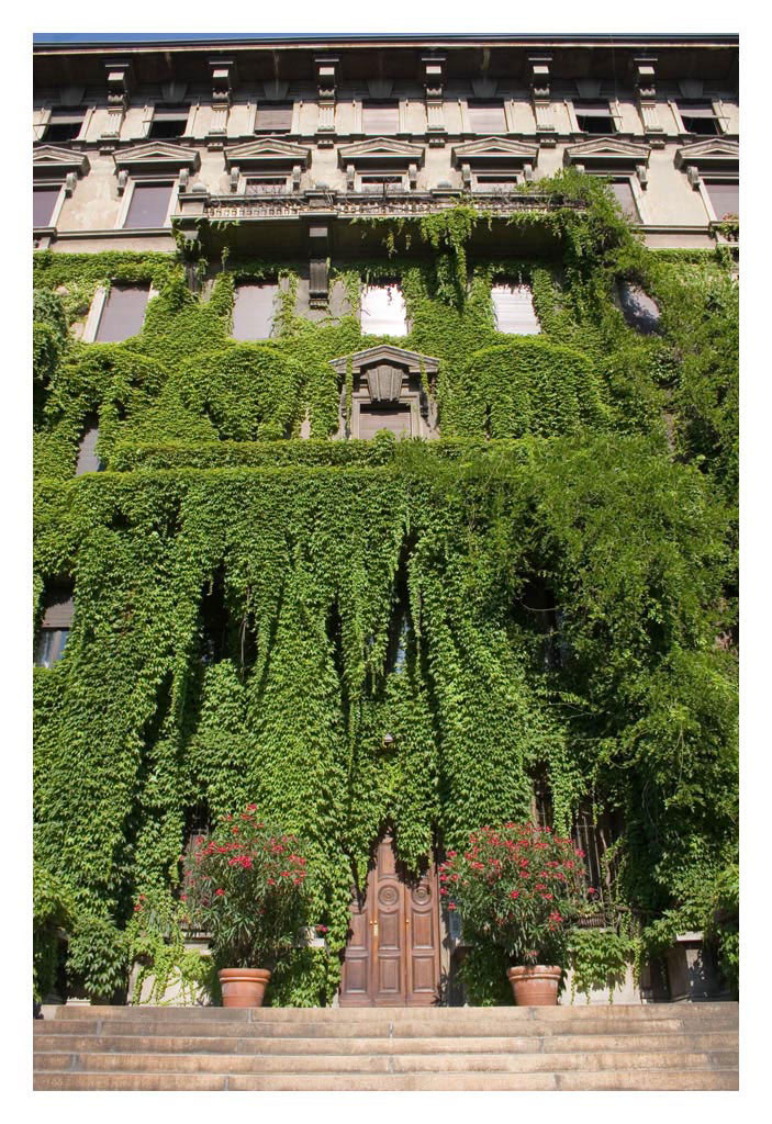 Hedera (Originale)