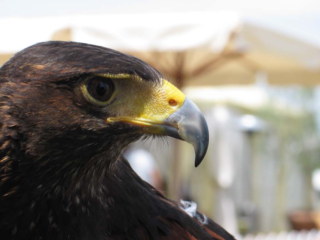 Falco