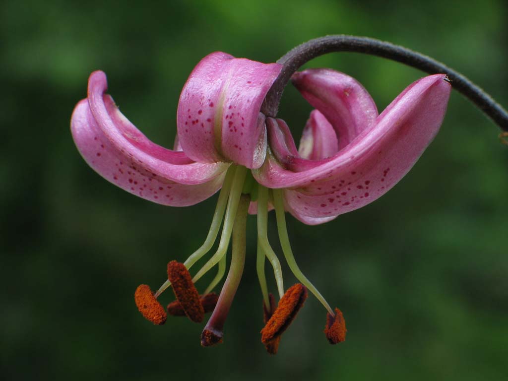 Lilium