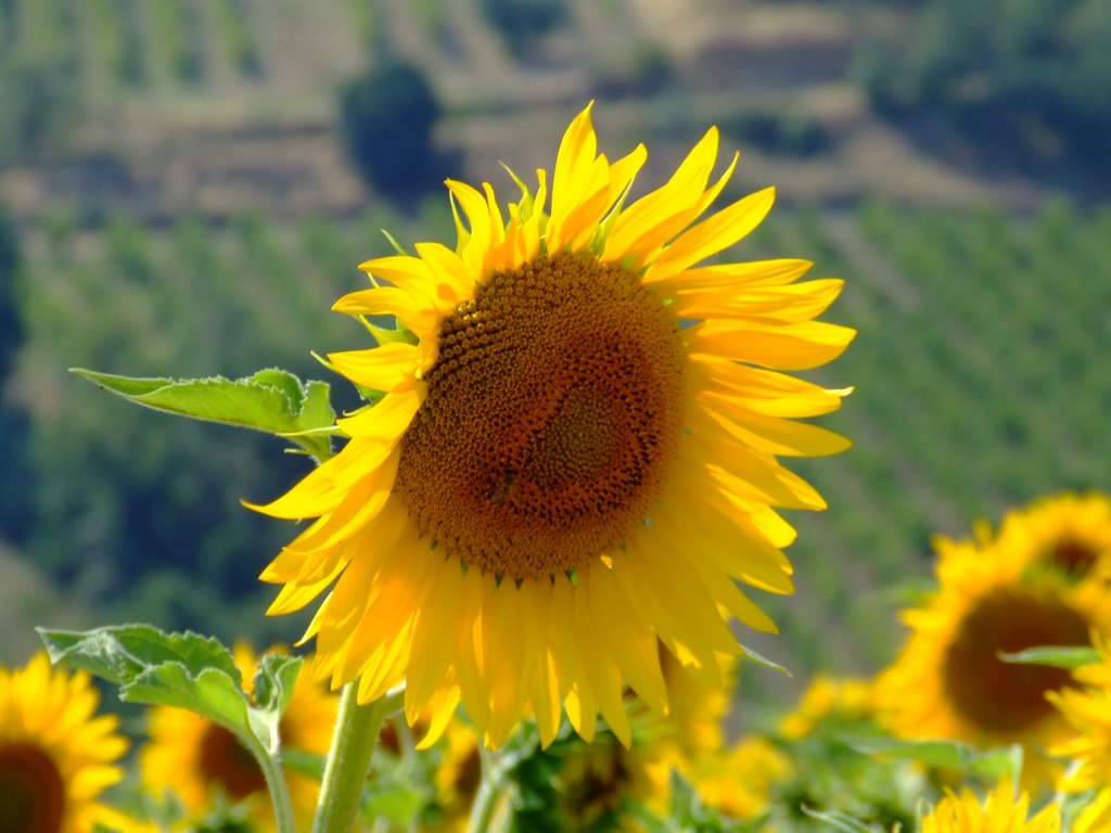Girasole in vespa