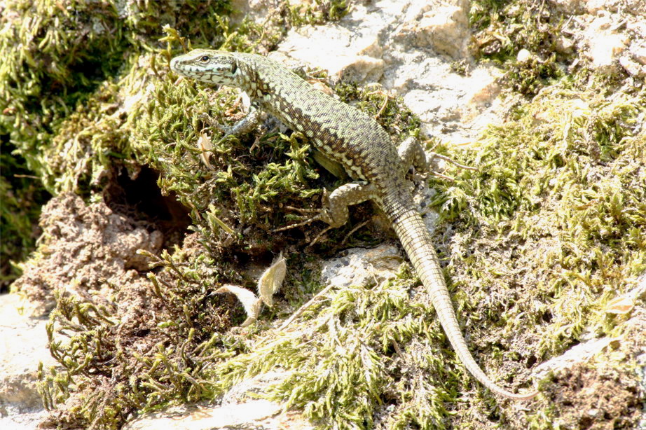 lucertola