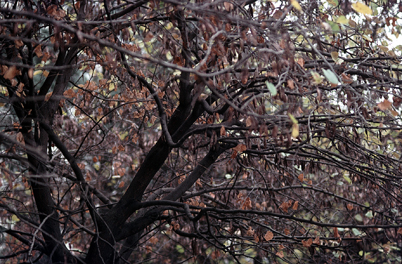 Autunno