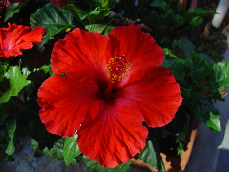 Fiore