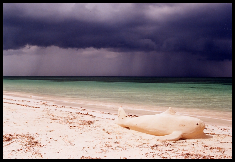 The Storm