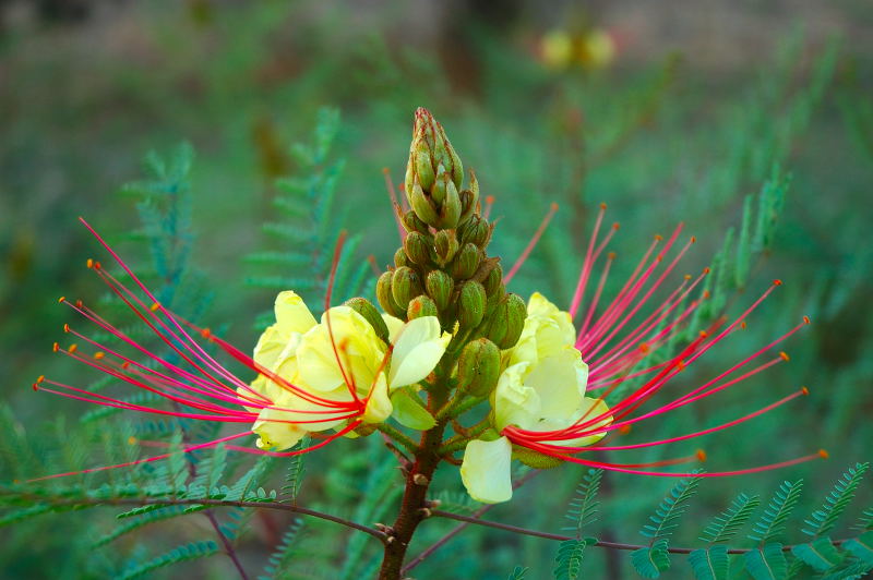 poinciana