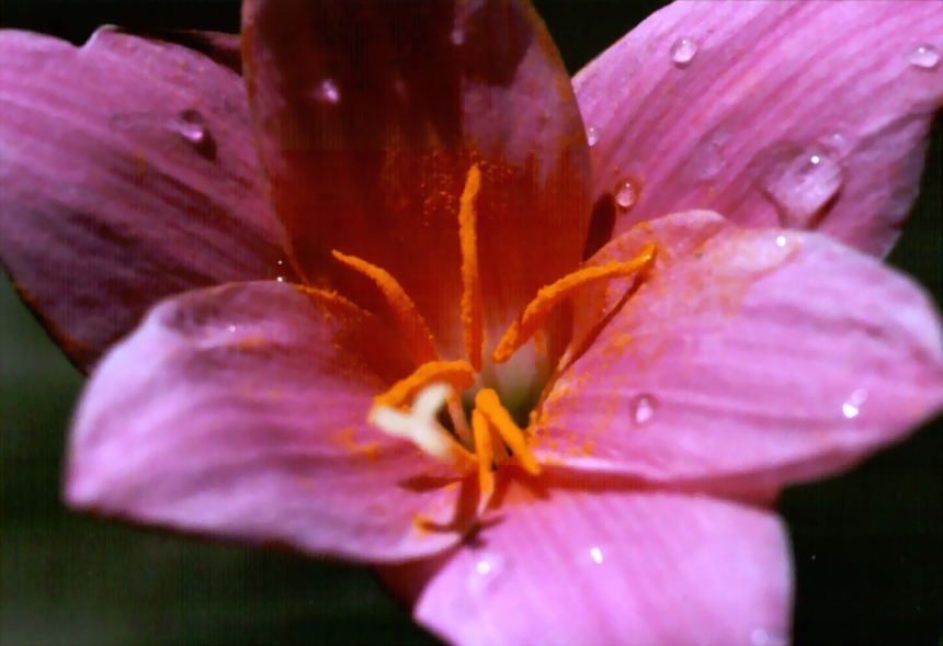 fiore 1