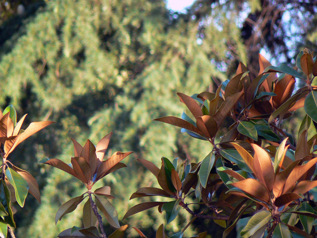 ficus incantevole