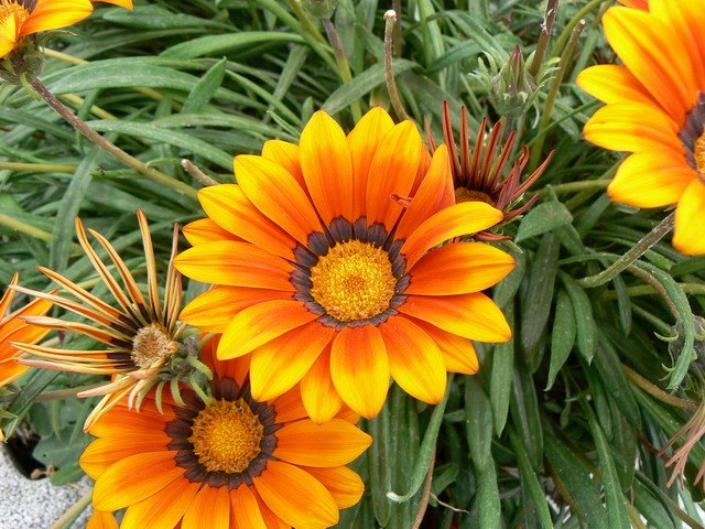 fiore
