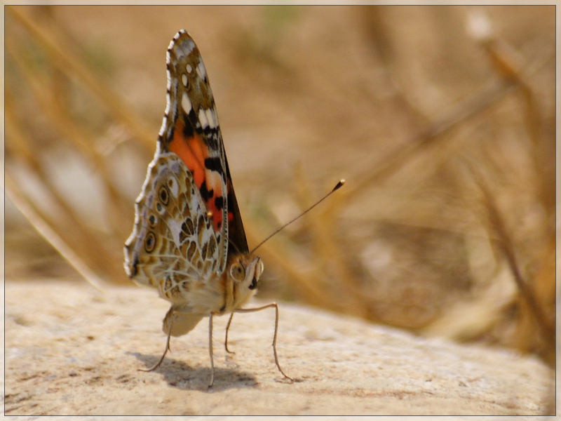 farfalla 3