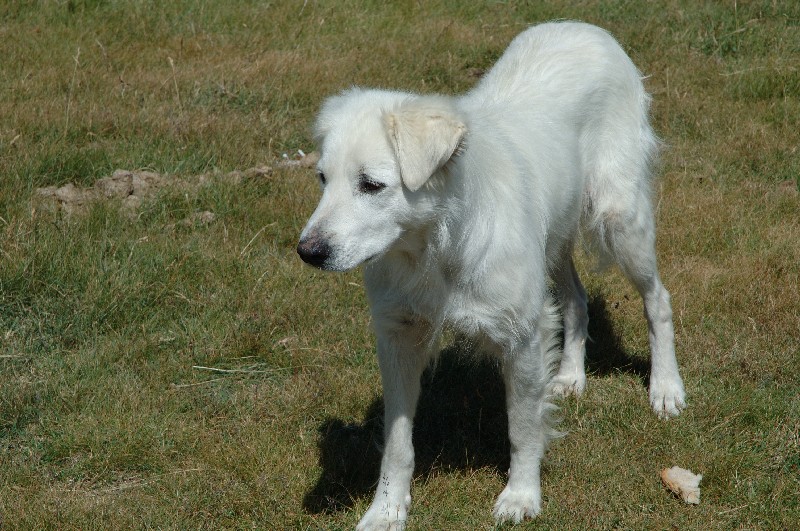 cagnolino