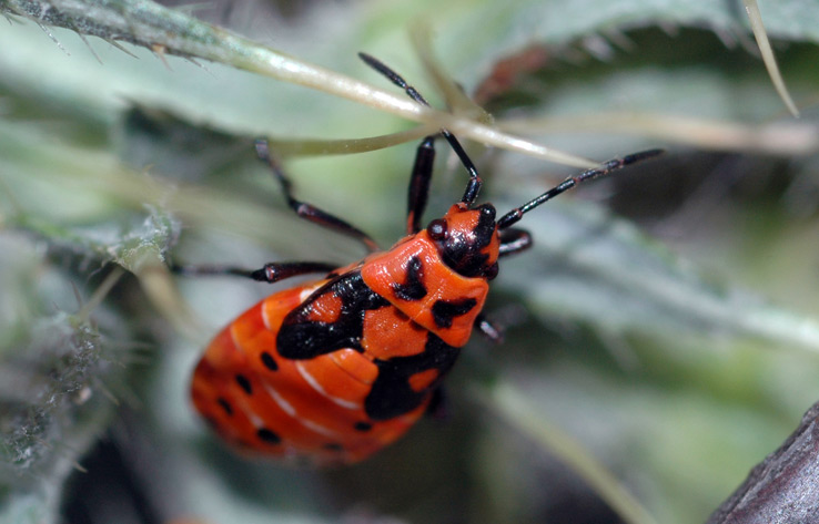 bug