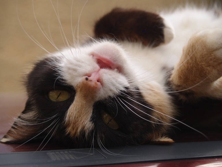 Kitty