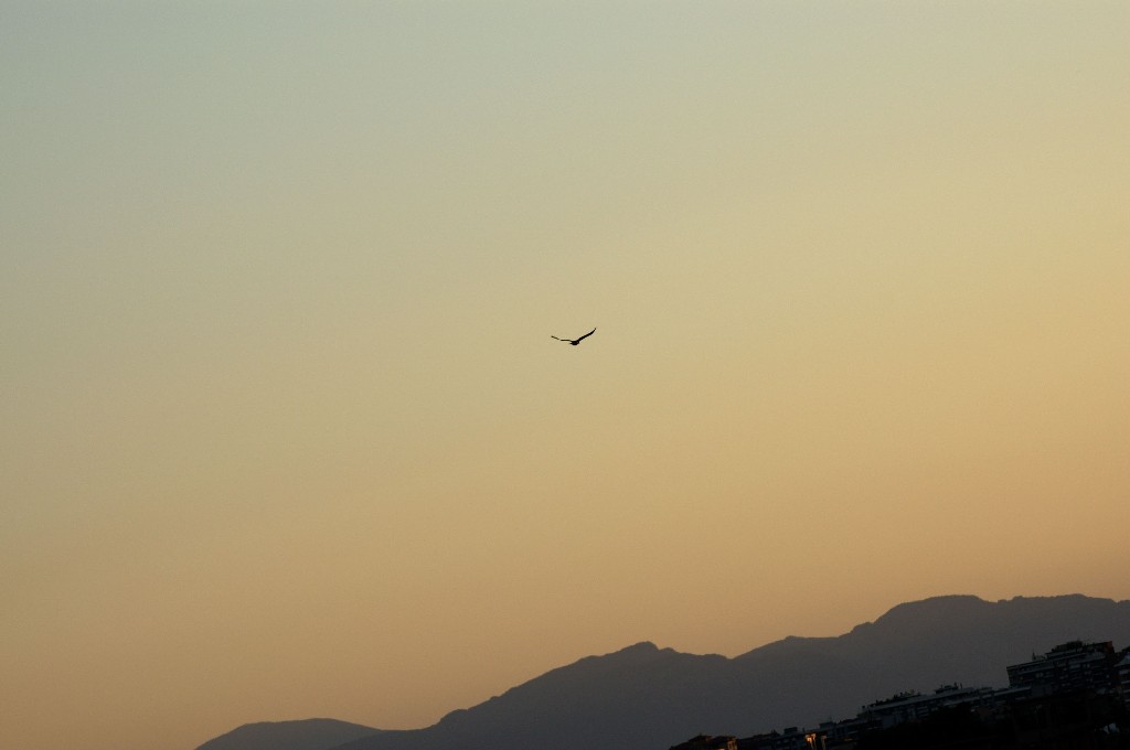Freedom