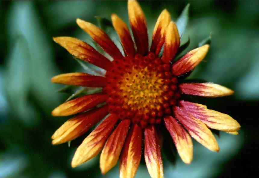 fiore 2