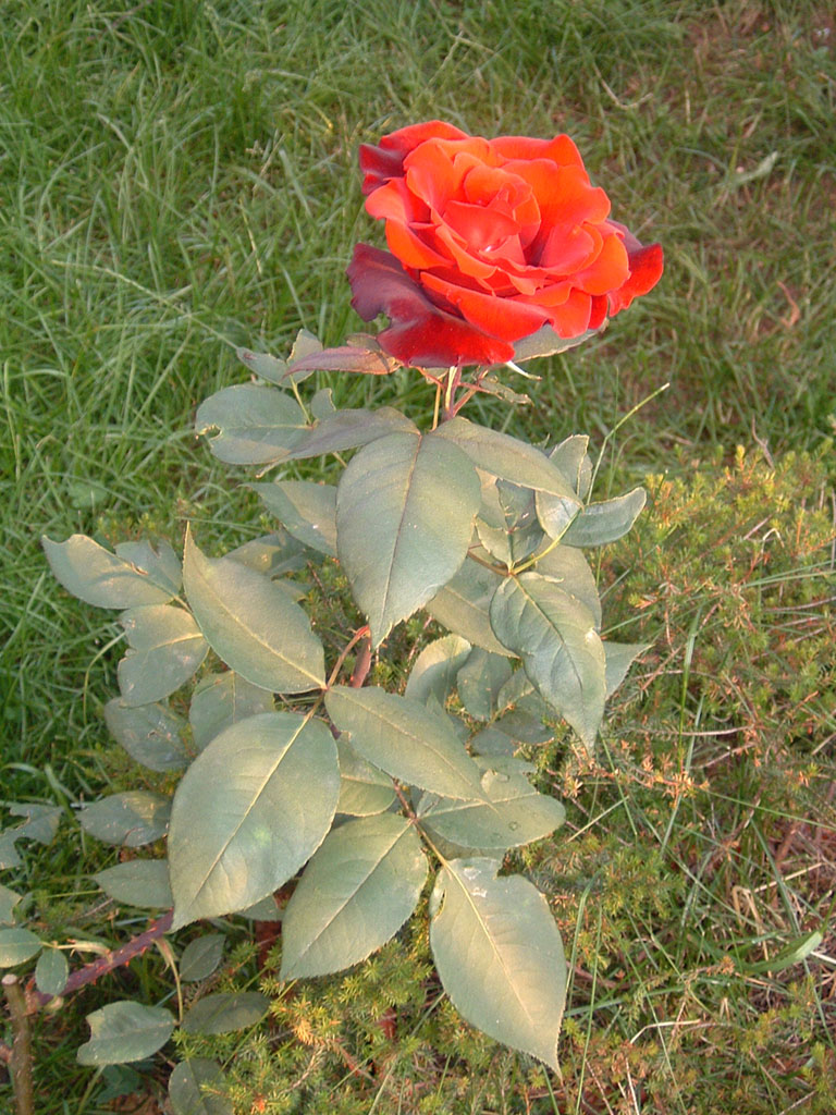 La rosa