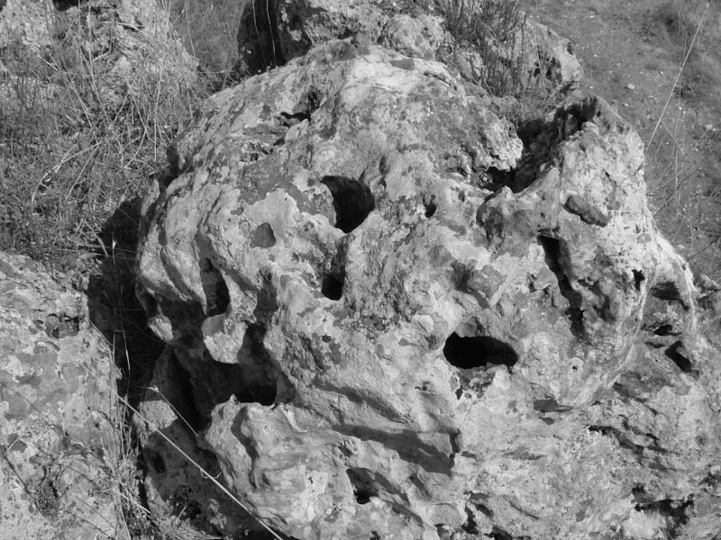 un pezzo di luna fra i cespugli