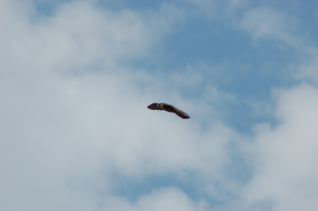 falco  greco