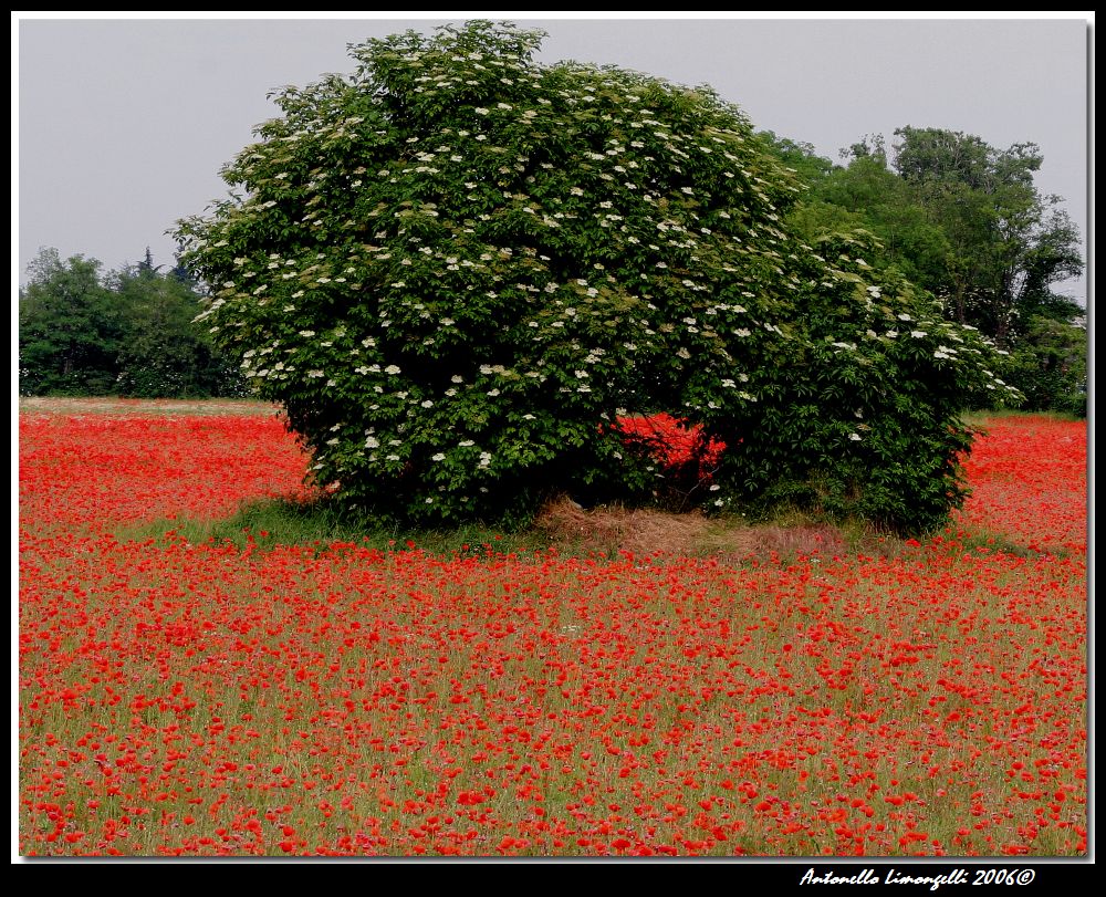 al centro del campo...rosso
