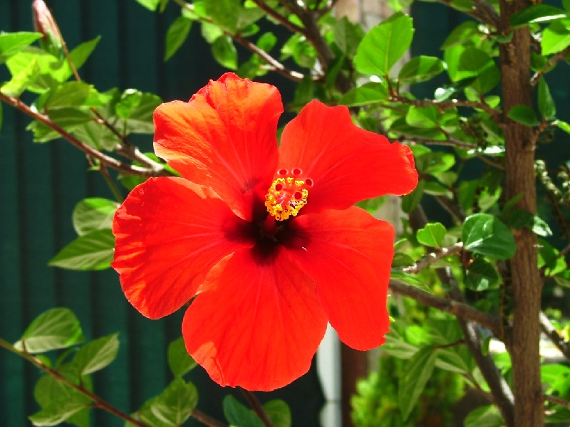 MACRO FLOWER 1