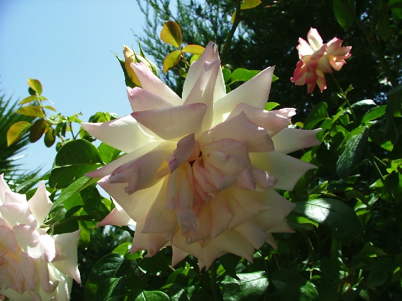 MACRO FLOWER 2