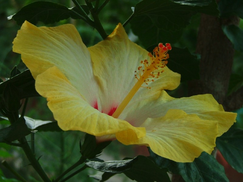 MACRO FLOWER 3