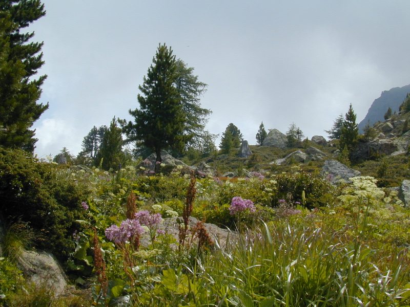 Passo Margen