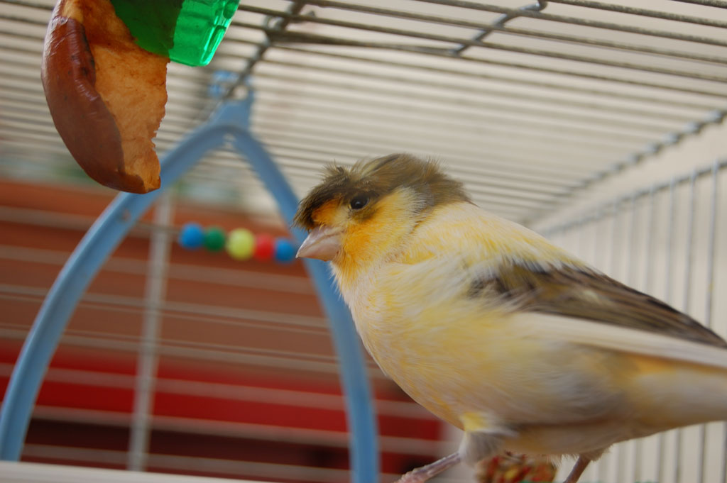 elvis