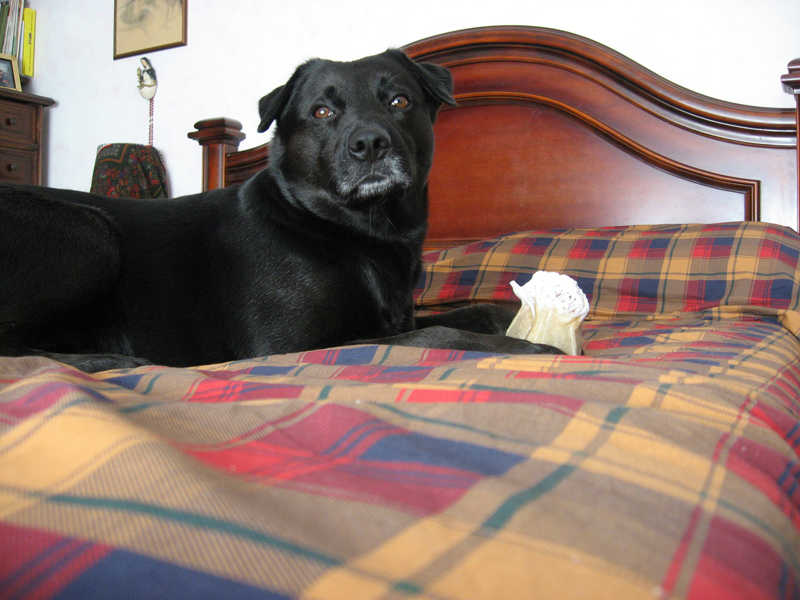 il mio cane