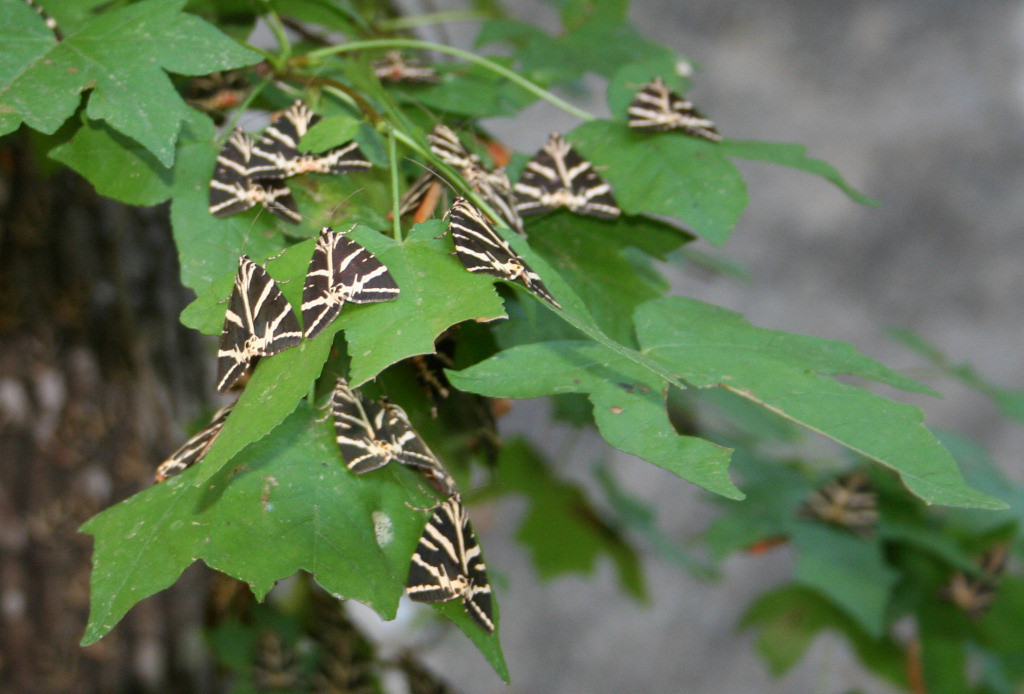 Farfalle