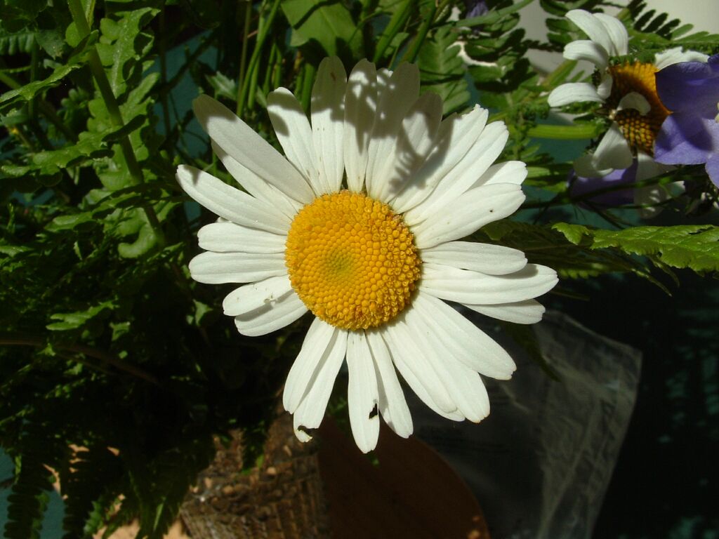 Margherita