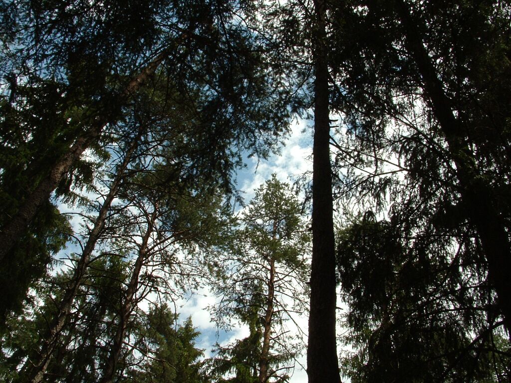 Dalla foresta, il cielo