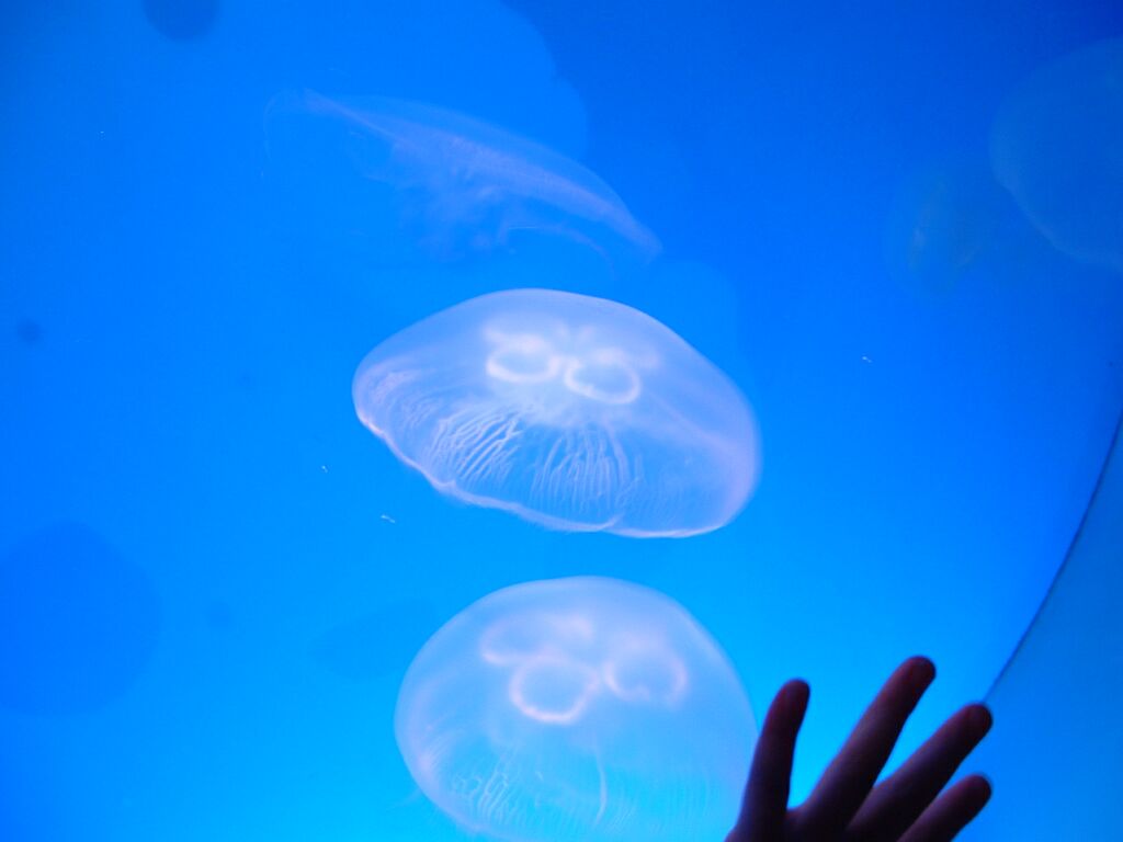 Meduse dal vetro