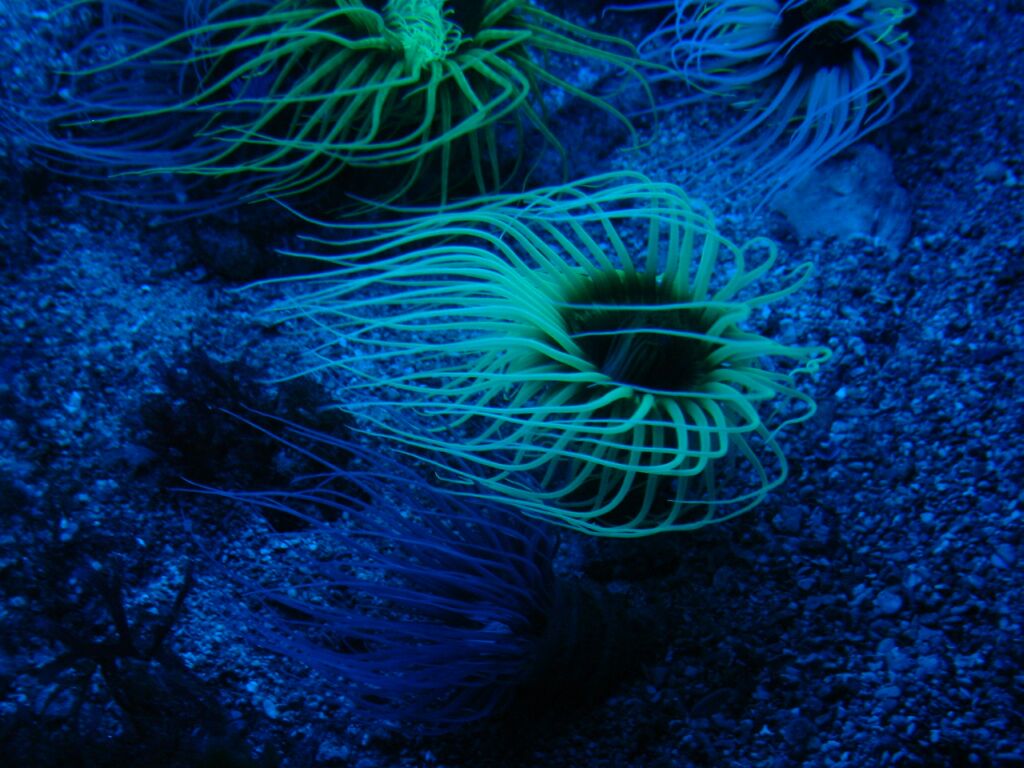 Anemoni ultravioletti !