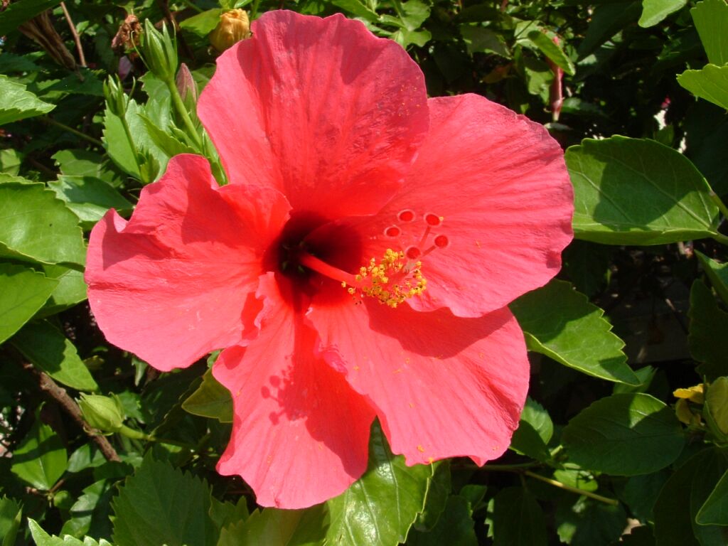 Floeur
