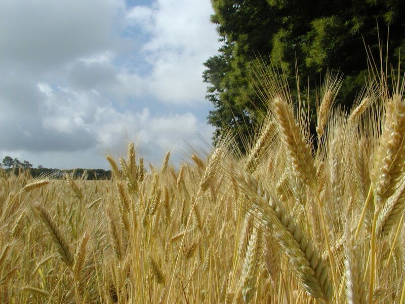 Campo di grano