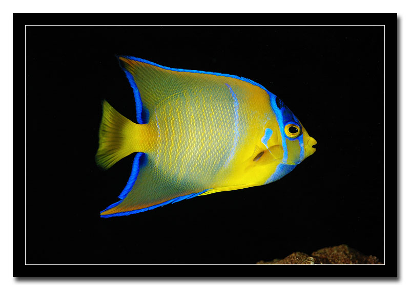 Holacanthus ciliaris