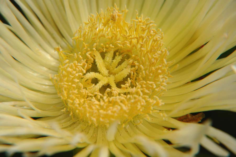 giallo
