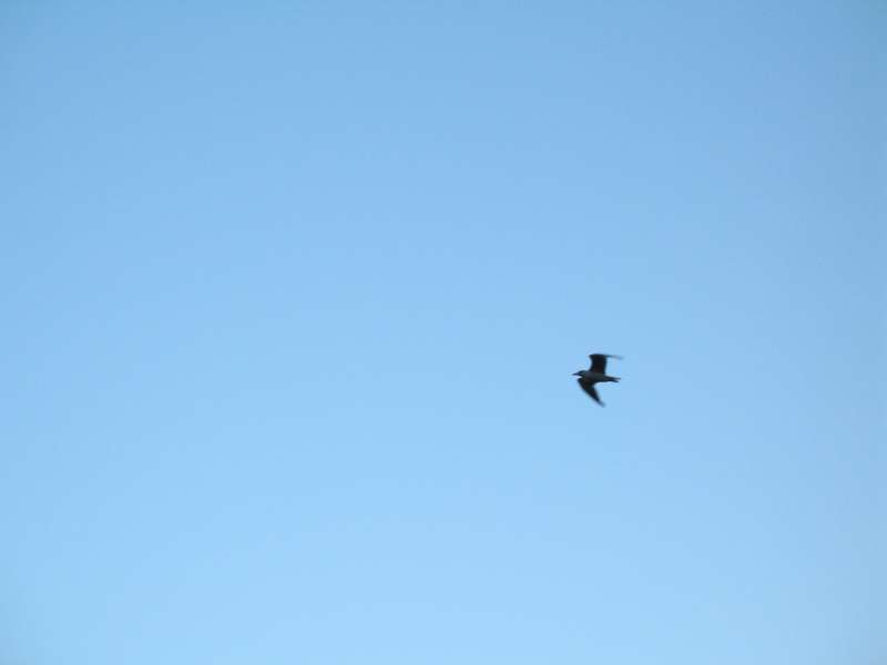 Volo libero