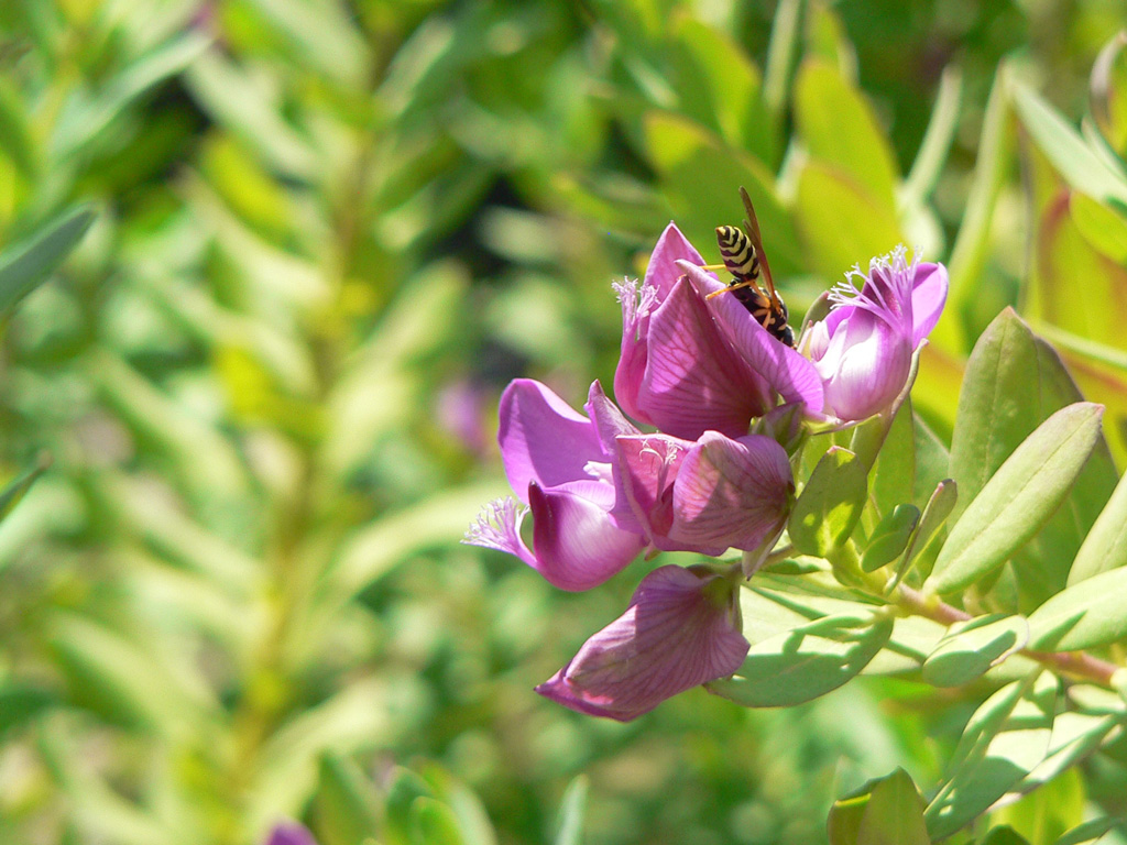 ape su un fiore