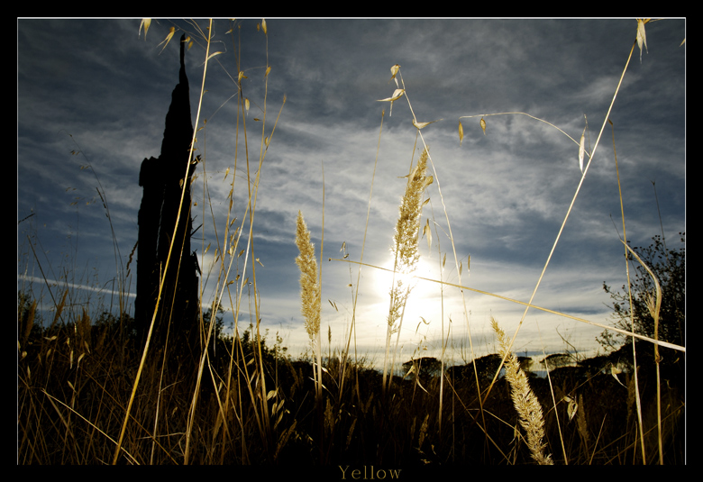 yellow