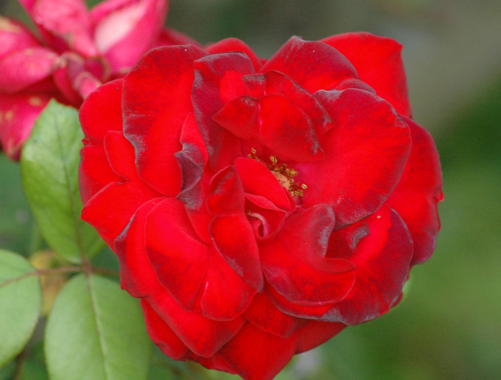 Rosa rossa
