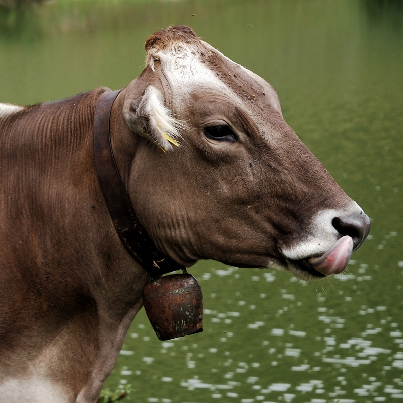 Una mucca birichina