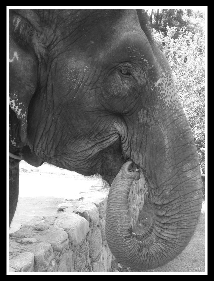 elephant