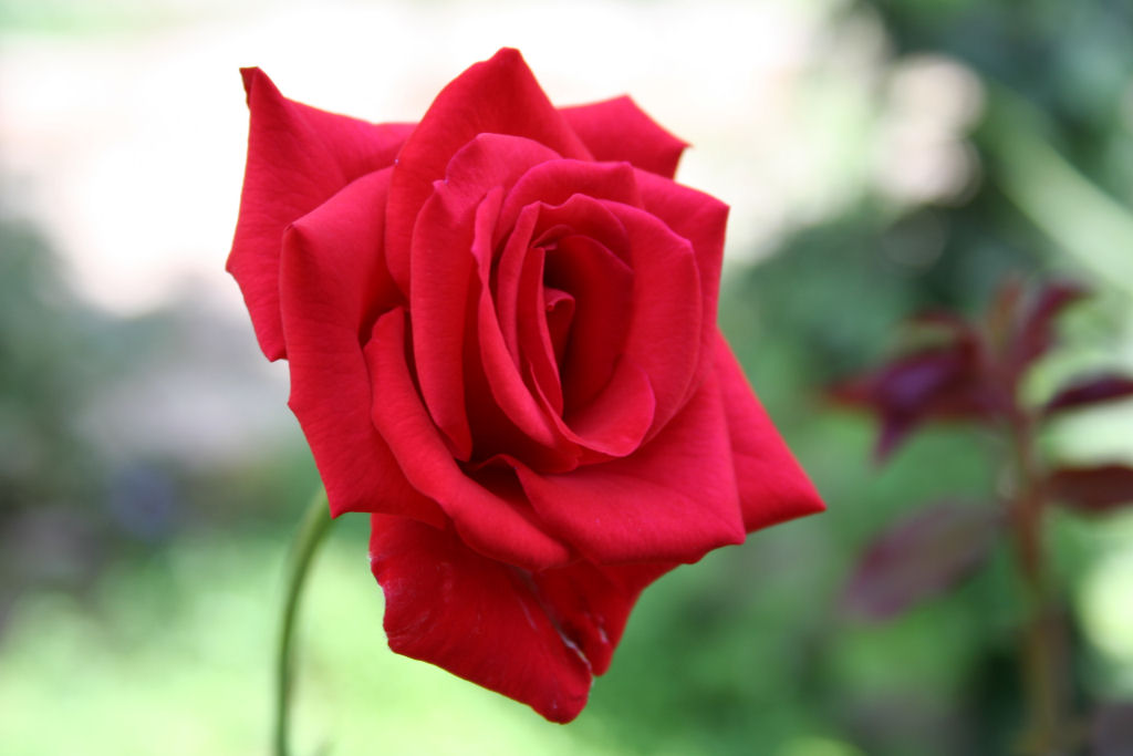 Rosa