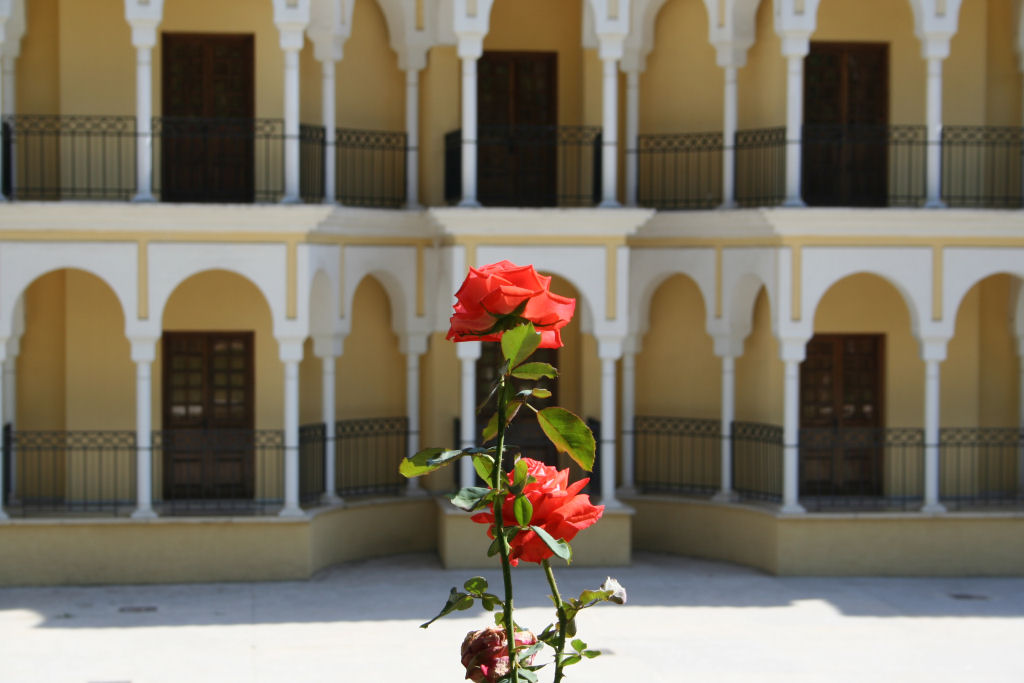 Rosa a teatro
