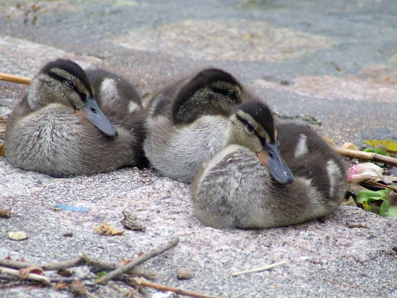 Fratellini