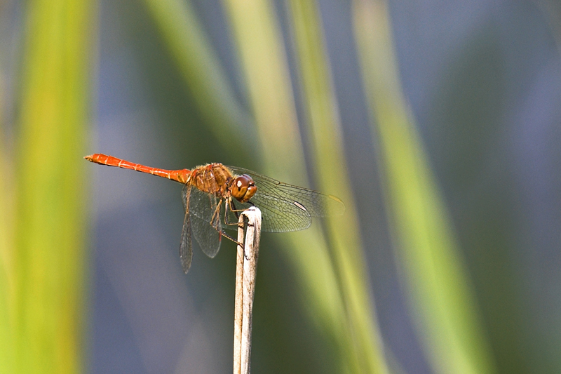 Libellula