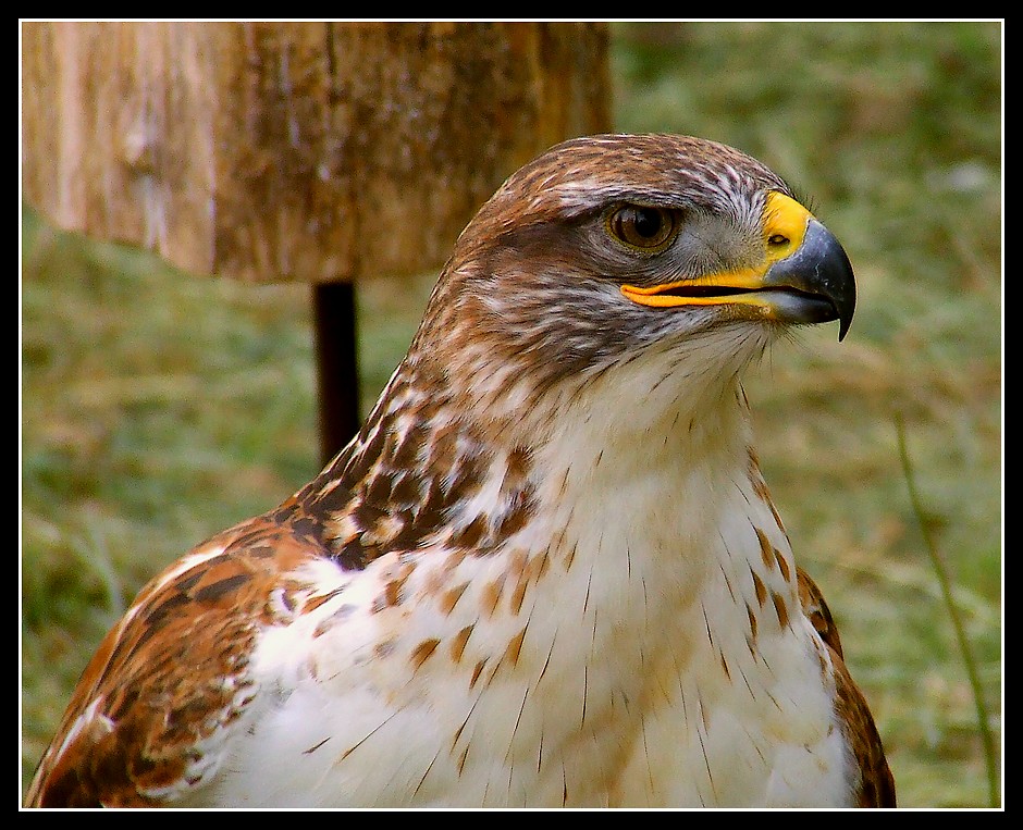 Eagle