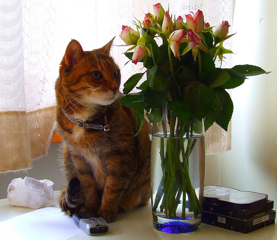Macha (il gattone della mia ex-ragazza)